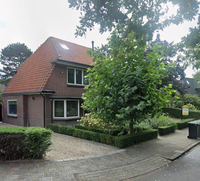 Geleide plataan volgroeid, Leiboom, 250 tot 400 cm, Zomer, Ophalen