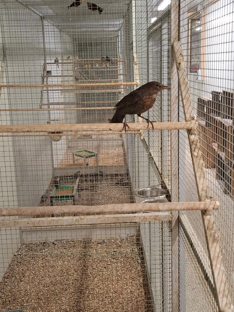 2 merels, poppen, Dieren en Toebehoren, Vogels | Overige Vogels, Vrouwelijk, Wildzangvogel, Geringd