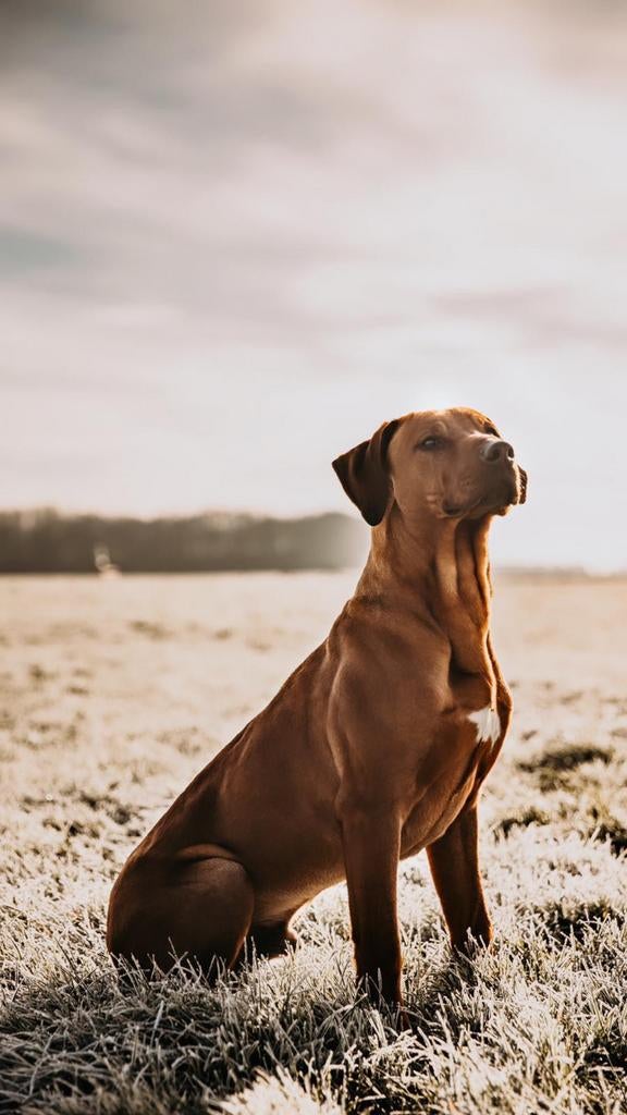 Rhodesian Ridgeback ter dekking aangeboden, Dieren en Toebehoren, Reu, Parvo, Eén hond, 3 tot 5 jaar
