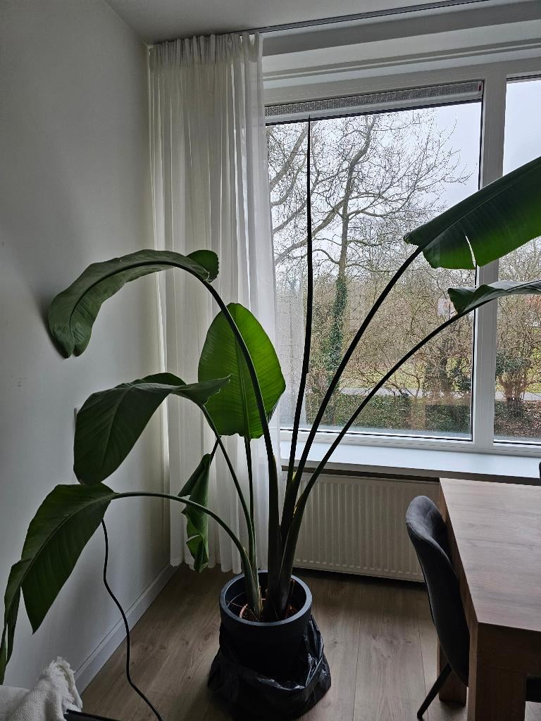 Strelitzia Nicolai, Ophalen, Overige soorten, Halfschaduw, In pot