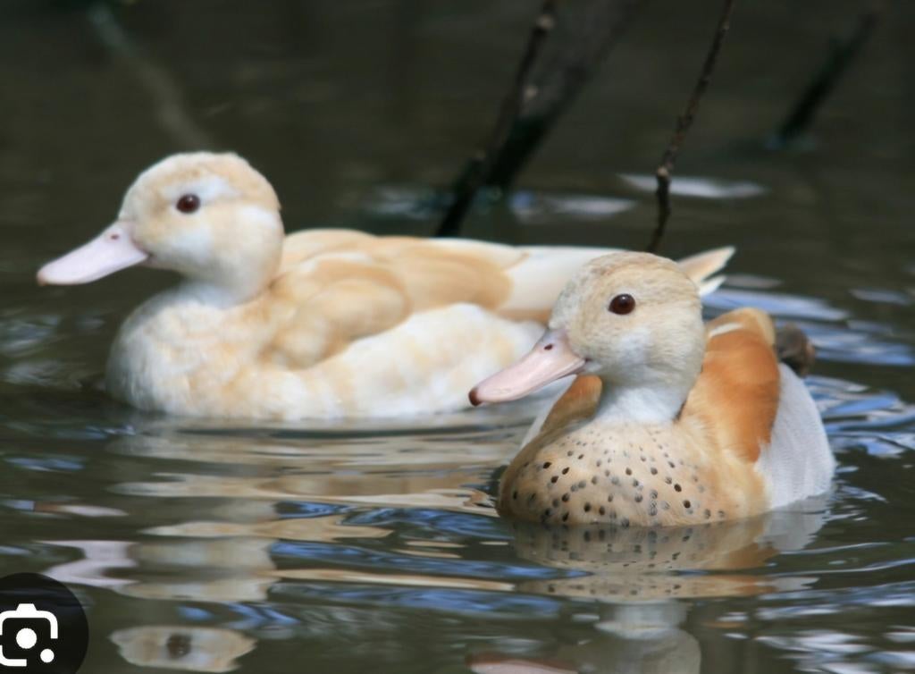 GEZOCHT BROEDEIEREN, Dieren en Toebehoren, Meerdere dieren, Eend