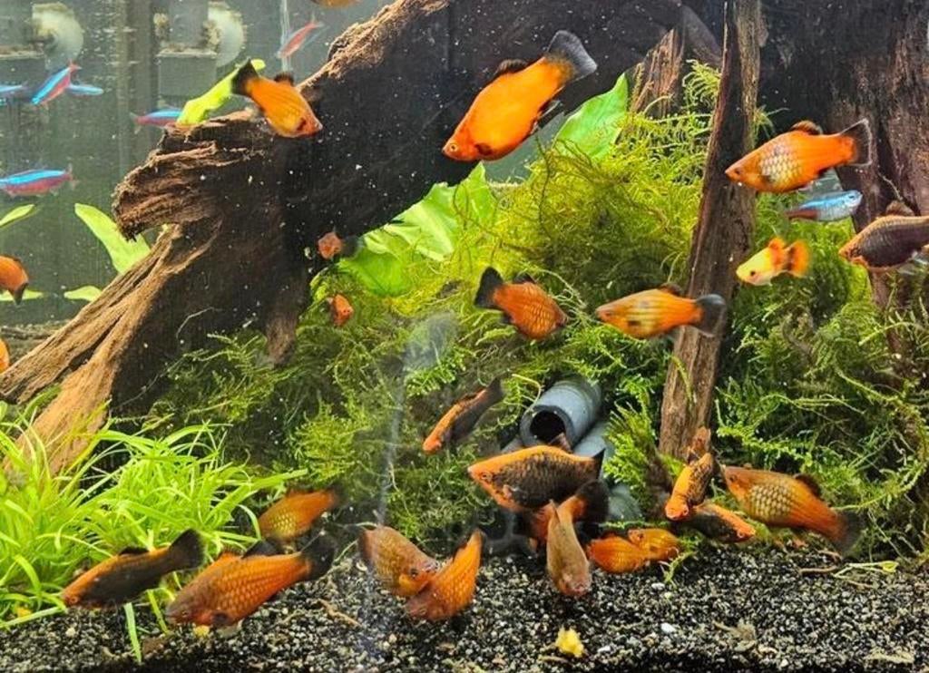 Platys, Vis