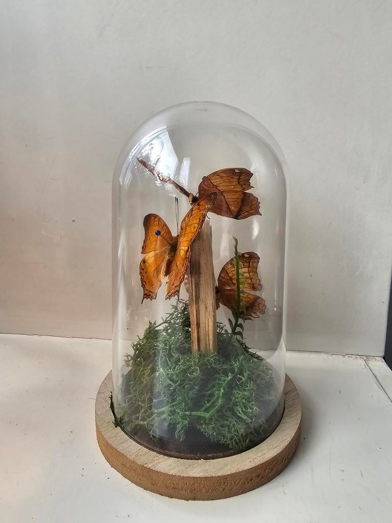Vlinders in stolp - Decoratief object, Ophalen of Verzenden, Zo goed als nieuw