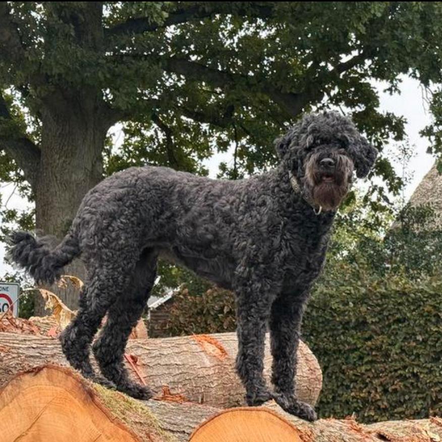 Boefdoodle dekreu gezocht, Dieren en Toebehoren, Honden | Dekreuen, Reu, Parvo, Eén hond, 3 tot 5 jaar