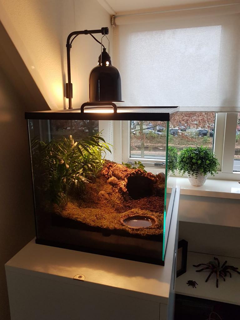 Glazen terrarium voor schorpioenen en reptielen, Ophalen of Verzenden, Nieuw, Terrarium of Paludarium