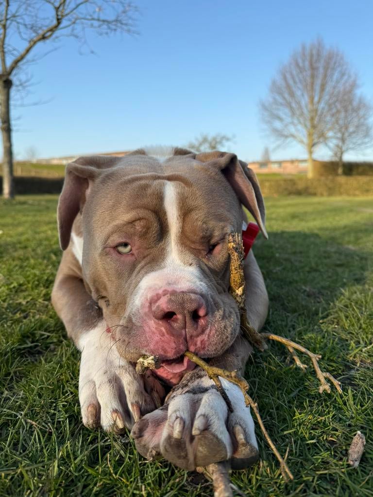 Amerikaanse Bully Dekreu American Bully, Dieren en Toebehoren, Reu, 1 tot 2 jaar, Eén hond, CDV (hondenziekte)