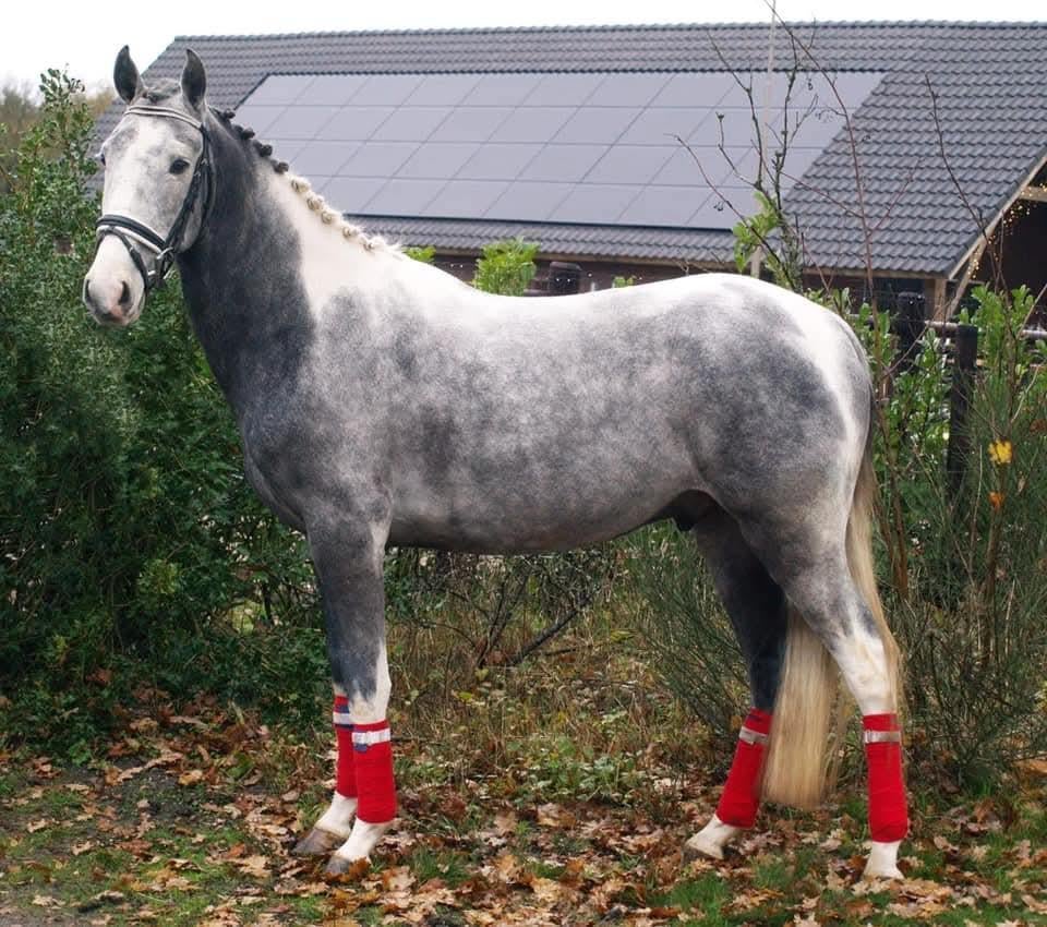 Te koop gevraagd paarden en pony's, Dieren en Toebehoren, Minder dan 160 cm, Met stamboom, Zadelmak, 3 tot 6 jaar