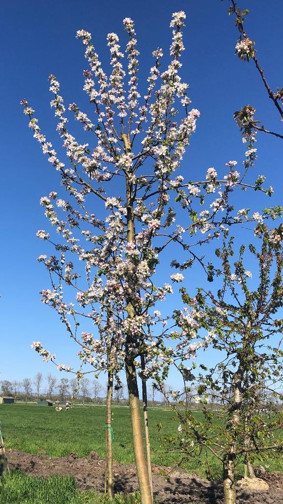 Diverse Hoogstam appels 15 jaar, Tuin en Terras, Planten | Fruitbomen, Ophalen, Appelboom, Lente