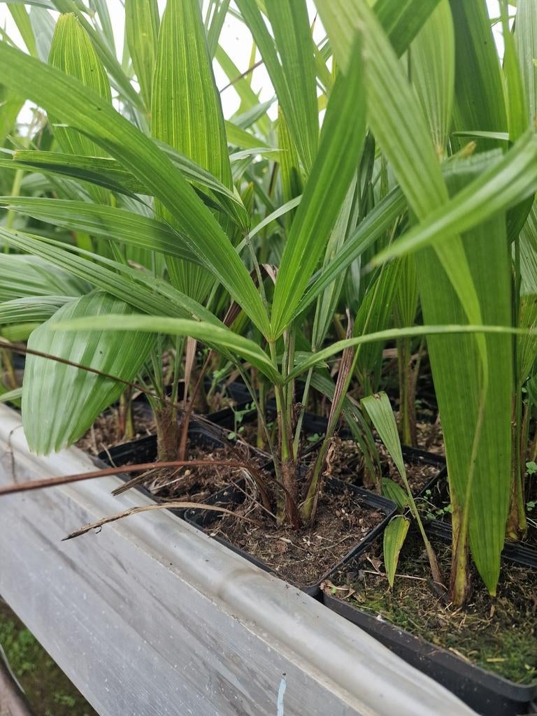 Trachycarpus fortunei, Ophalen of Verzenden, Gehele jaar, Halfschaduw