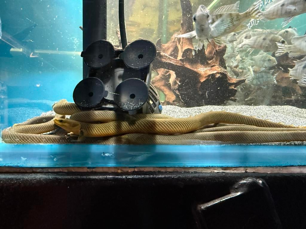 Erpetoichthys calabaricus - Afrikaanse wimpelaal, Dieren en Toebehoren, Vissen | Aquariumvissen, Vis, Zoetwatervis