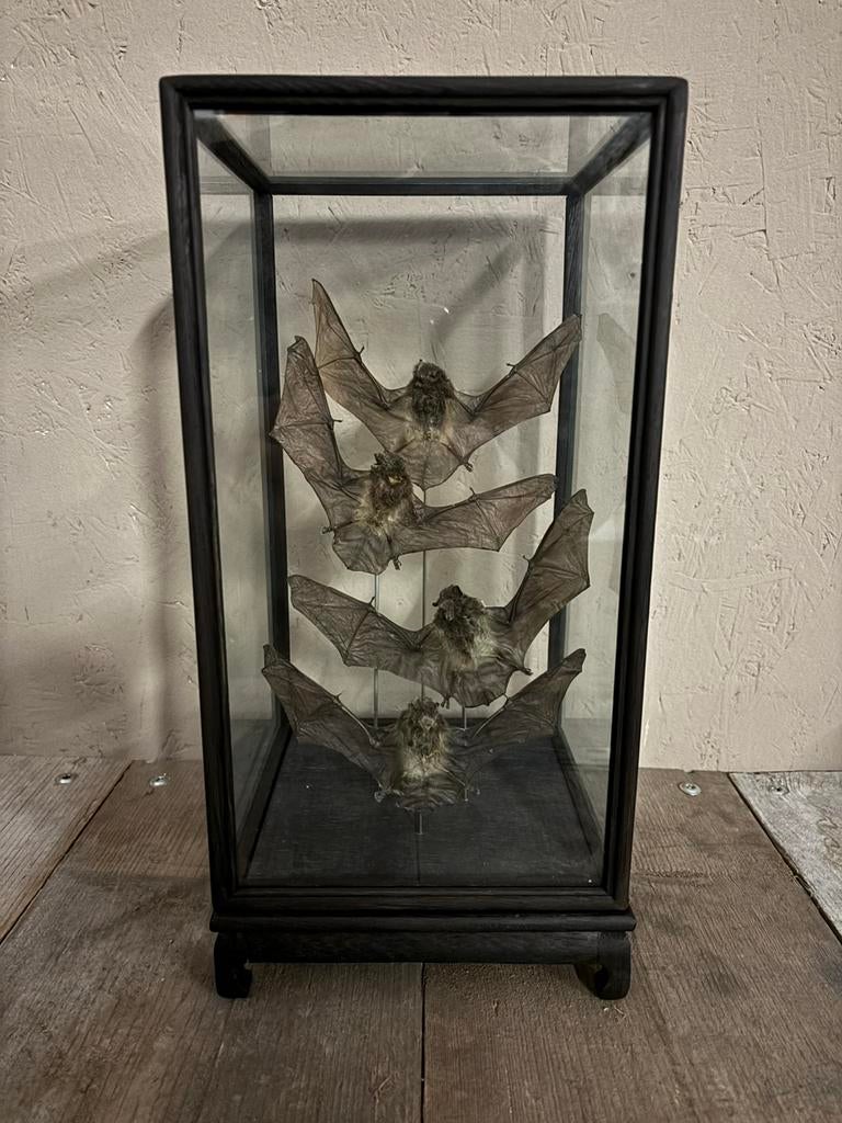 Mooie vitrine met vier opgezette vleermuizen, Ophalen, Nieuw, Overige soorten, Opgezet dier