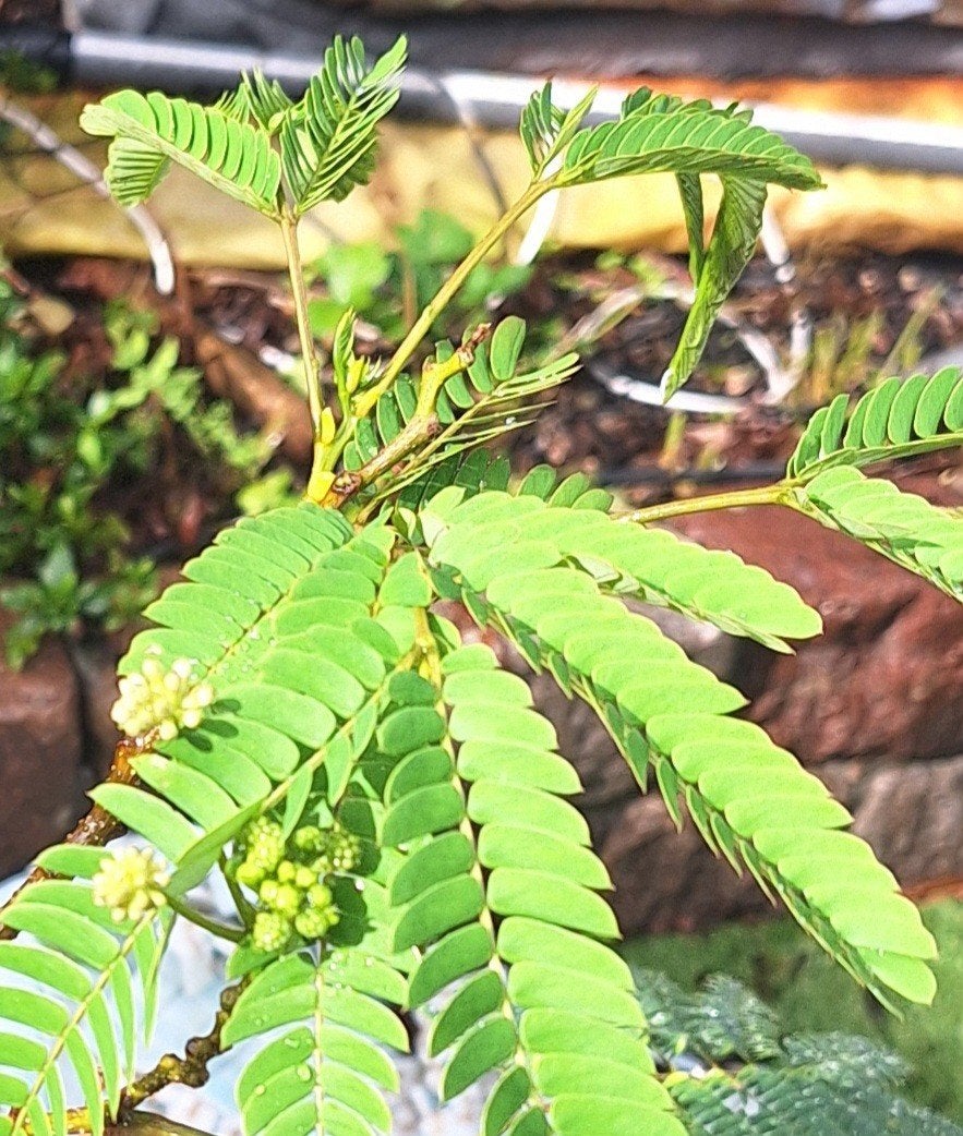 3 stuks Albizia julibrissin ‘Boubri’ (OMBRELLA), Tuin en Terras, Overige soorten, 100 tot 250 cm, Zomer, Ophalen
