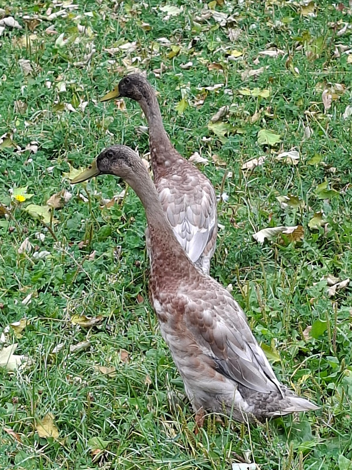 loopeenden, Dieren en Toebehoren, Pluimvee, Meerdere dieren, Eend