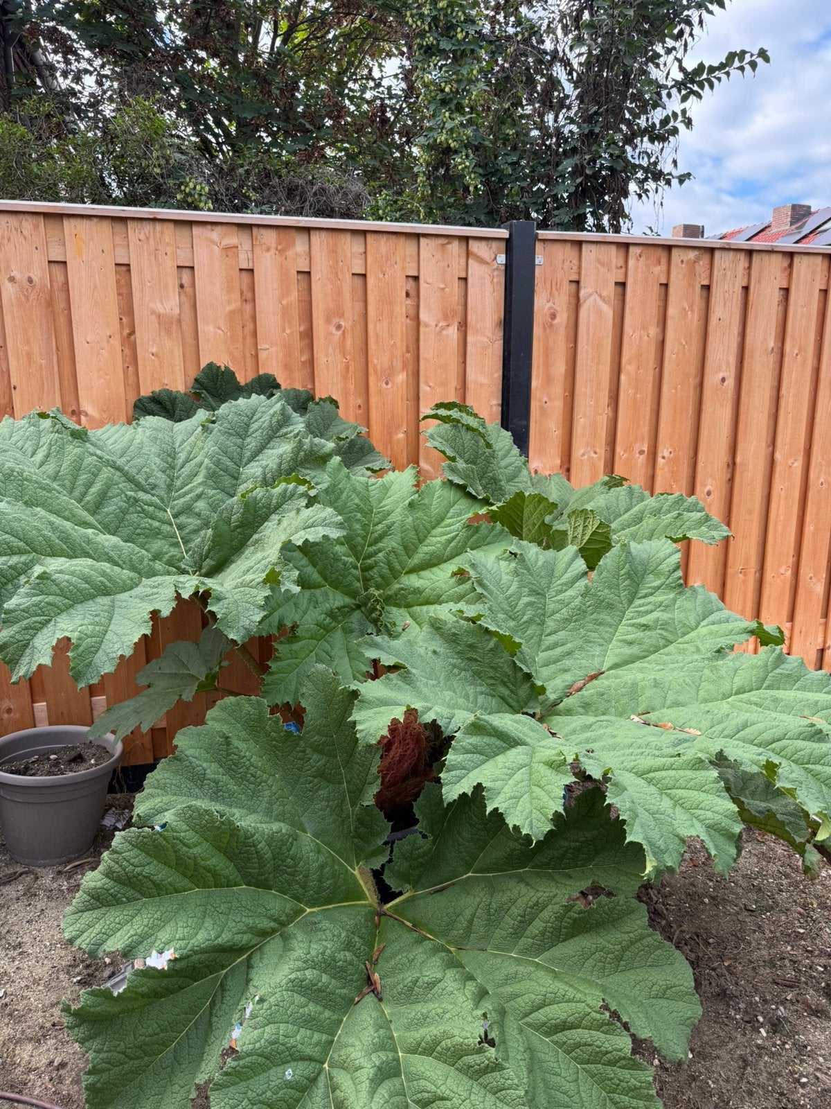 Gunnera Manicata, Ophalen, Volle zon, Overige soorten