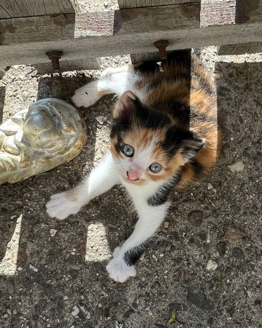 Lapjes en zwartwitte kitten, Dieren en Toebehoren, Katten en Kittens | Overige Katten, Meerdere dieren
