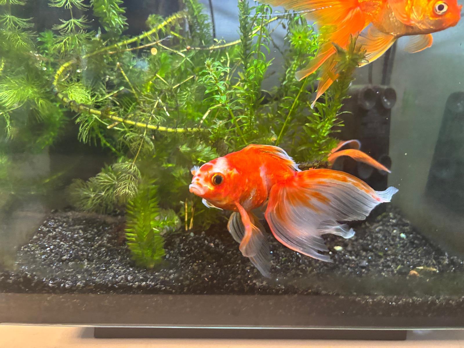 Sluier goudvis oranje - wit, Vis, Zoetwatervis