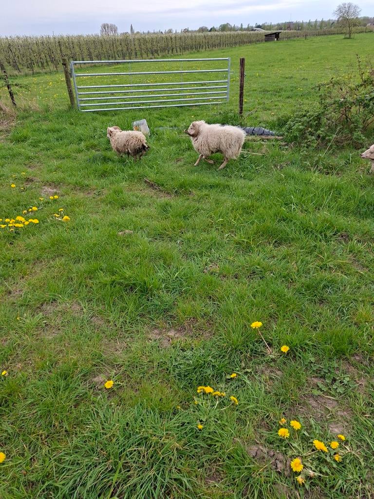 Gevraagd qussant schapen, Dieren en Toebehoren, Vrouwelijk, Schaap