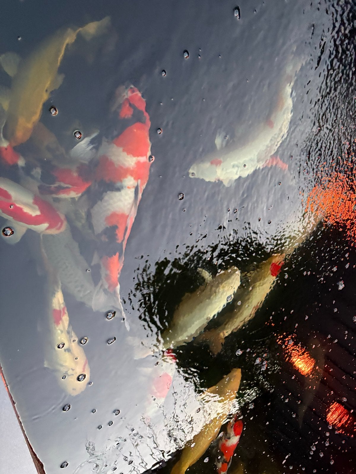 Koi vissen, Dieren en Toebehoren, Karper of Koi