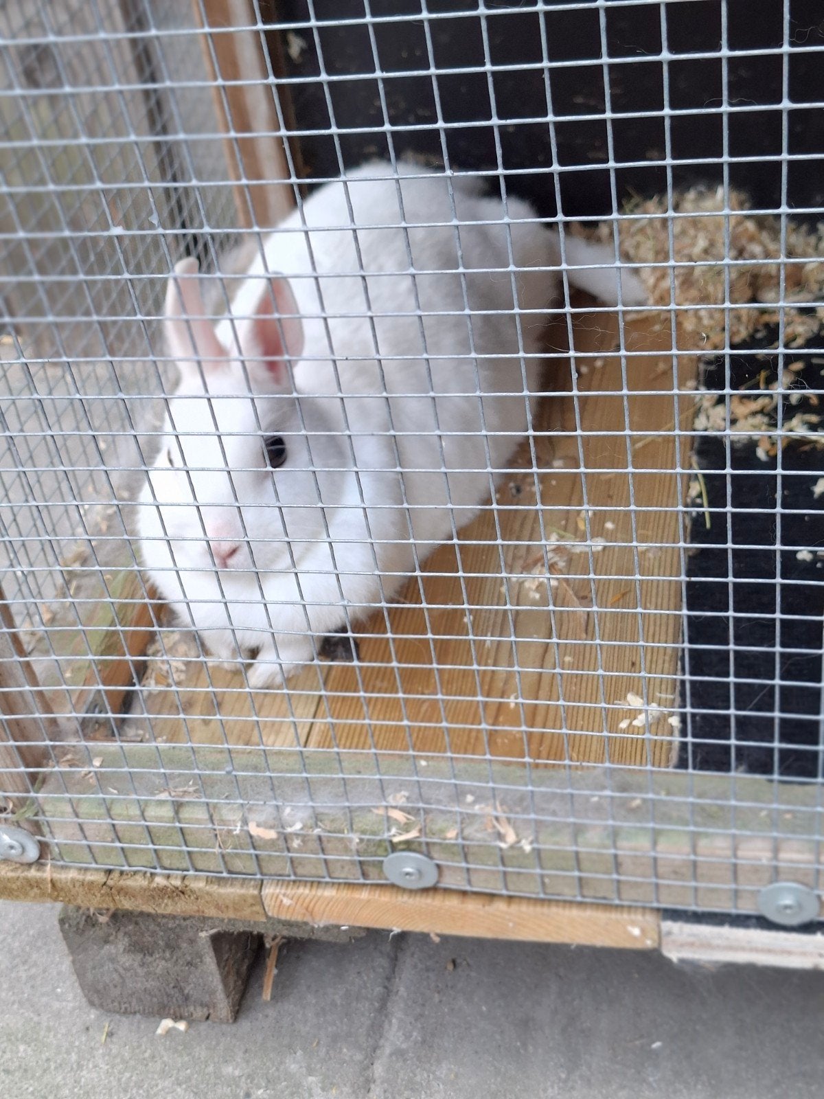 2 lieve konijntjes, Dieren en Toebehoren, Meerdere dieren, Klein, 3 tot 5 jaar