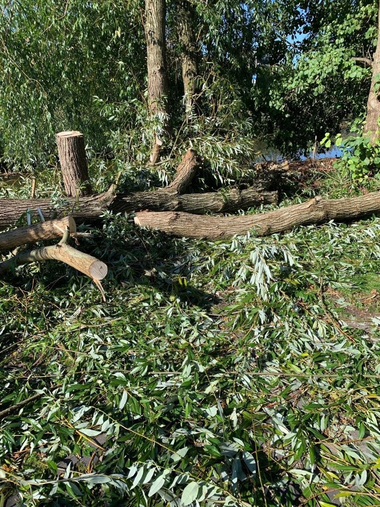 GratiS openhaardhout. Wilg en Els. In draagbare stukken., Tuin en Terras, Ophalen, Volle zon, Overige soorten, Minder dan 100 cm