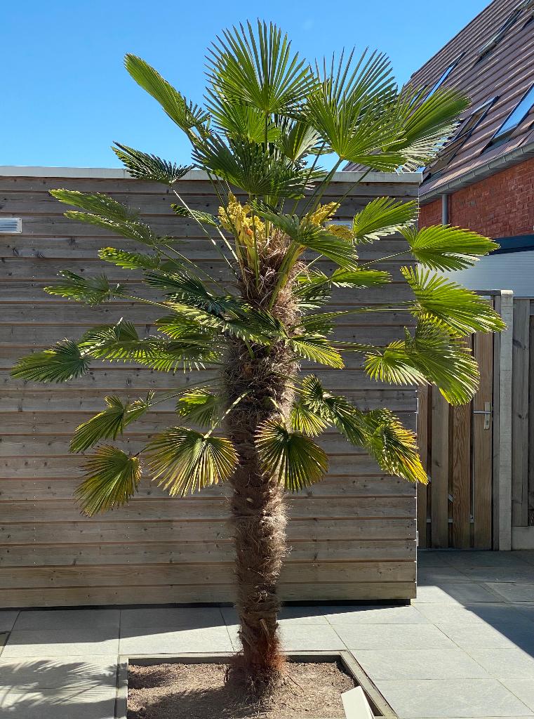 Mooie Palmboom, Ophalen, Halfschaduw, 100 tot 250 cm, Zomer