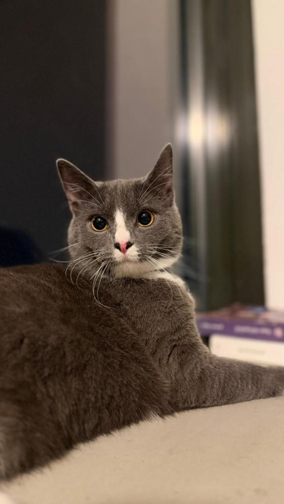 British Shorthair Mix inclusief alle benodigdheden, Dieren en Toebehoren