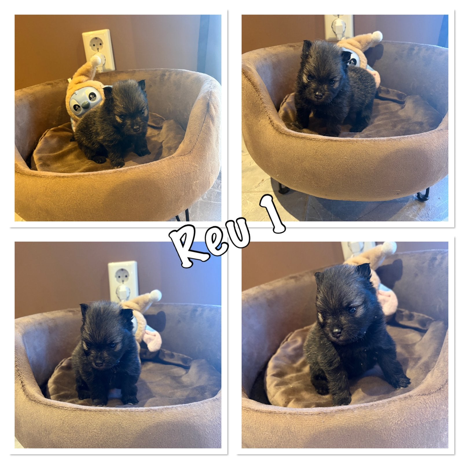 Pomeranian pups, Dieren en Toebehoren, Honden | Niet-rashonden, Reu, 8 tot 15 weken, Parvo, Meerdere