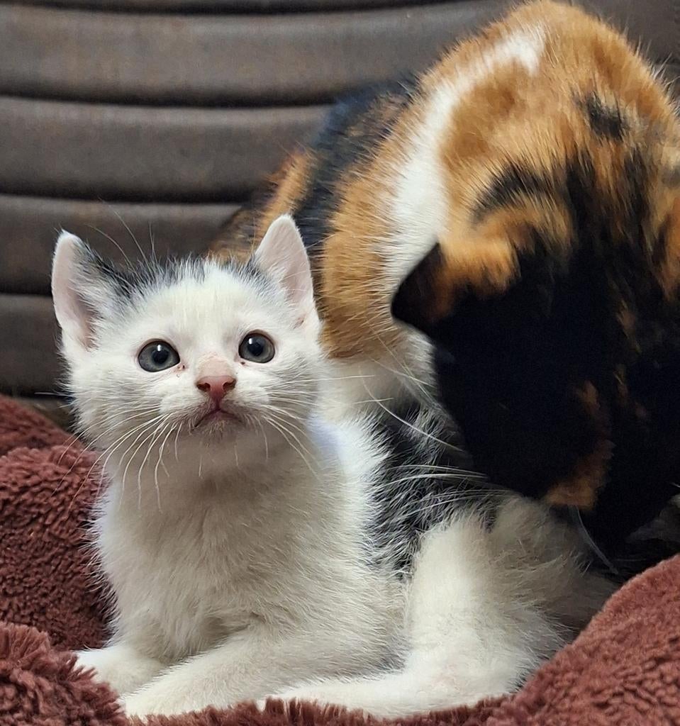 Gereserveerd // Knappe kittens te koop, Dieren en Toebehoren, Katten en Kittens | Overige Katten, Meerdere dieren, Kortharig, 0 tot 2 jaar