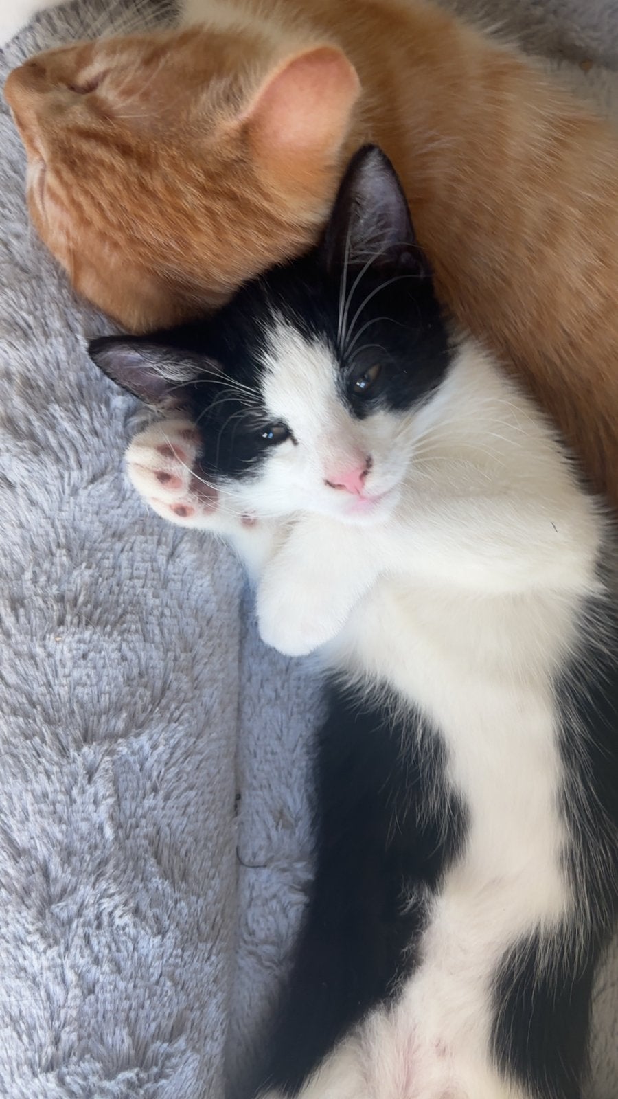 Zwart witte kitten te koop!, Dieren en Toebehoren, Katten en Kittens | Overige Katten, Kater
