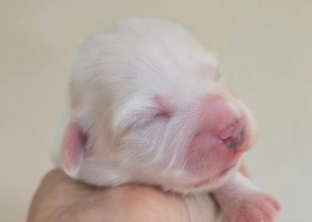 Prachtig nestje Shihtzu/Maltezer pups, Dieren en Toebehoren, Honden | Chihuahua's en Gezelschapshonden, Overige rassen, 8 tot 15 weken