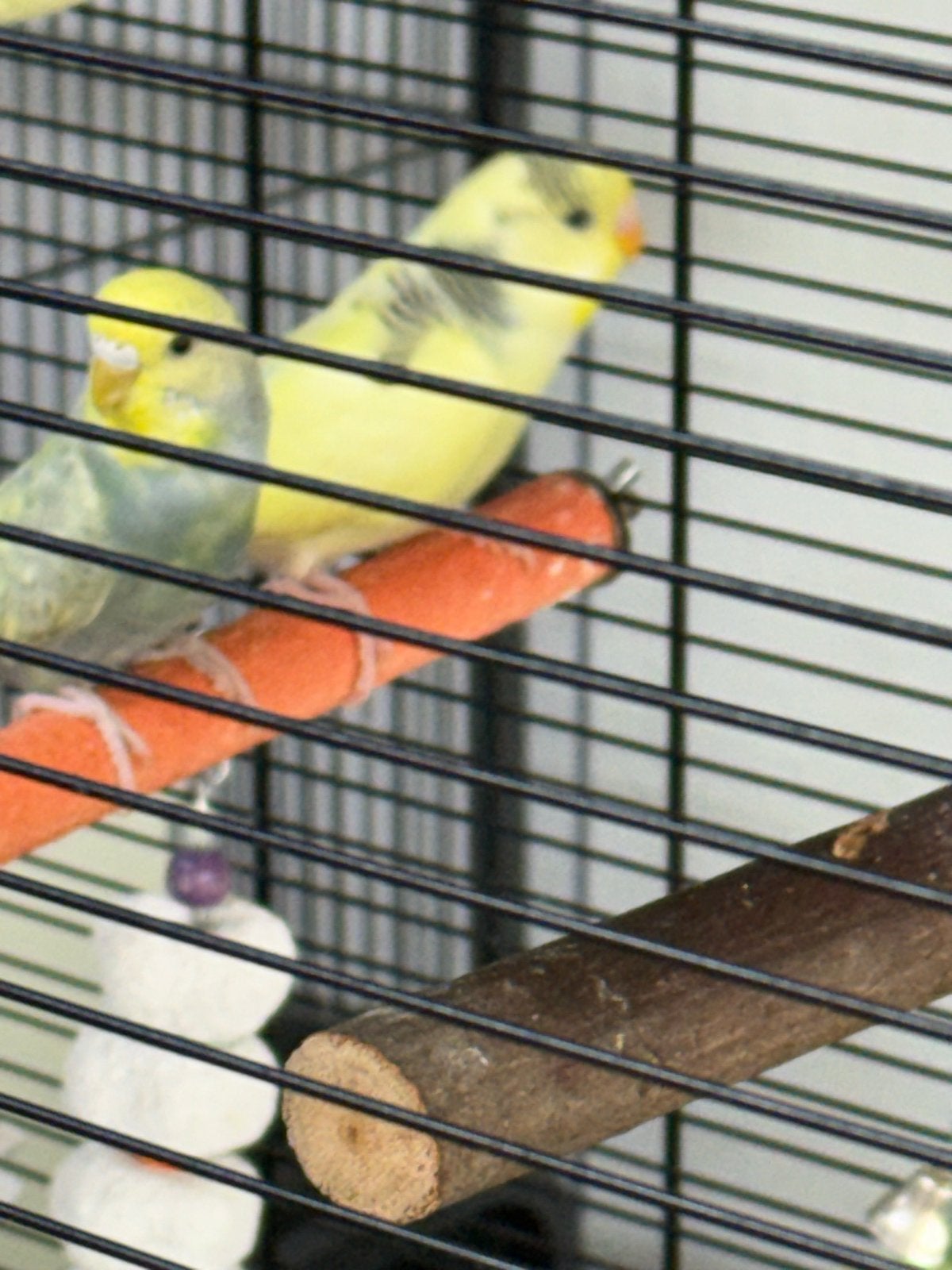 Jonge grasparkieten, Meerdere dieren, Parkiet
