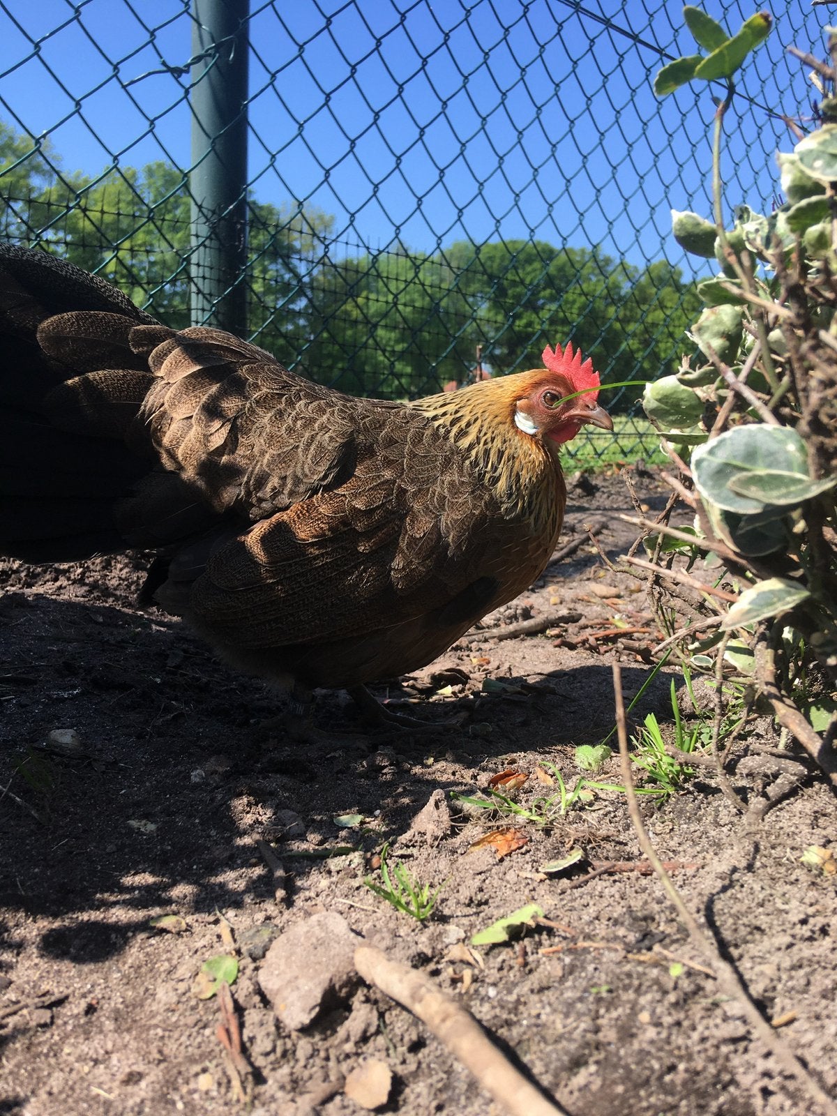 Hollandse kriel, Dieren en Toebehoren, Meerdere dieren, Kip
