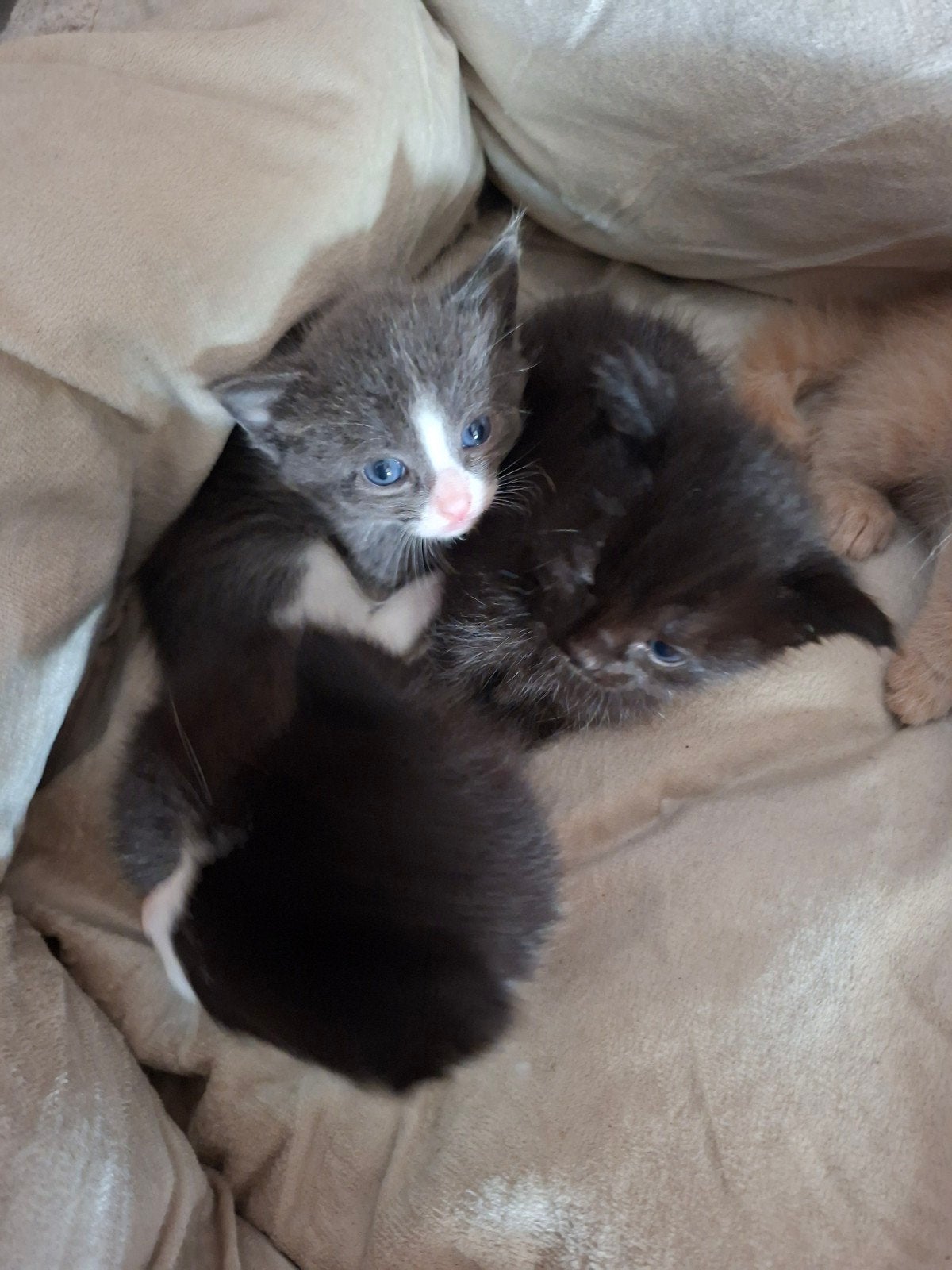 kruising maine coon x brits korthaar kittens., Meerdere dieren, 0 tot 2 jaar