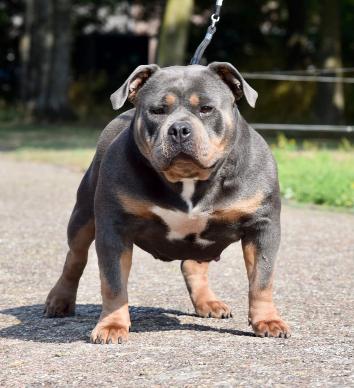 Foto 7 van 🔥American bully pups uit grand champion line, tricolors
