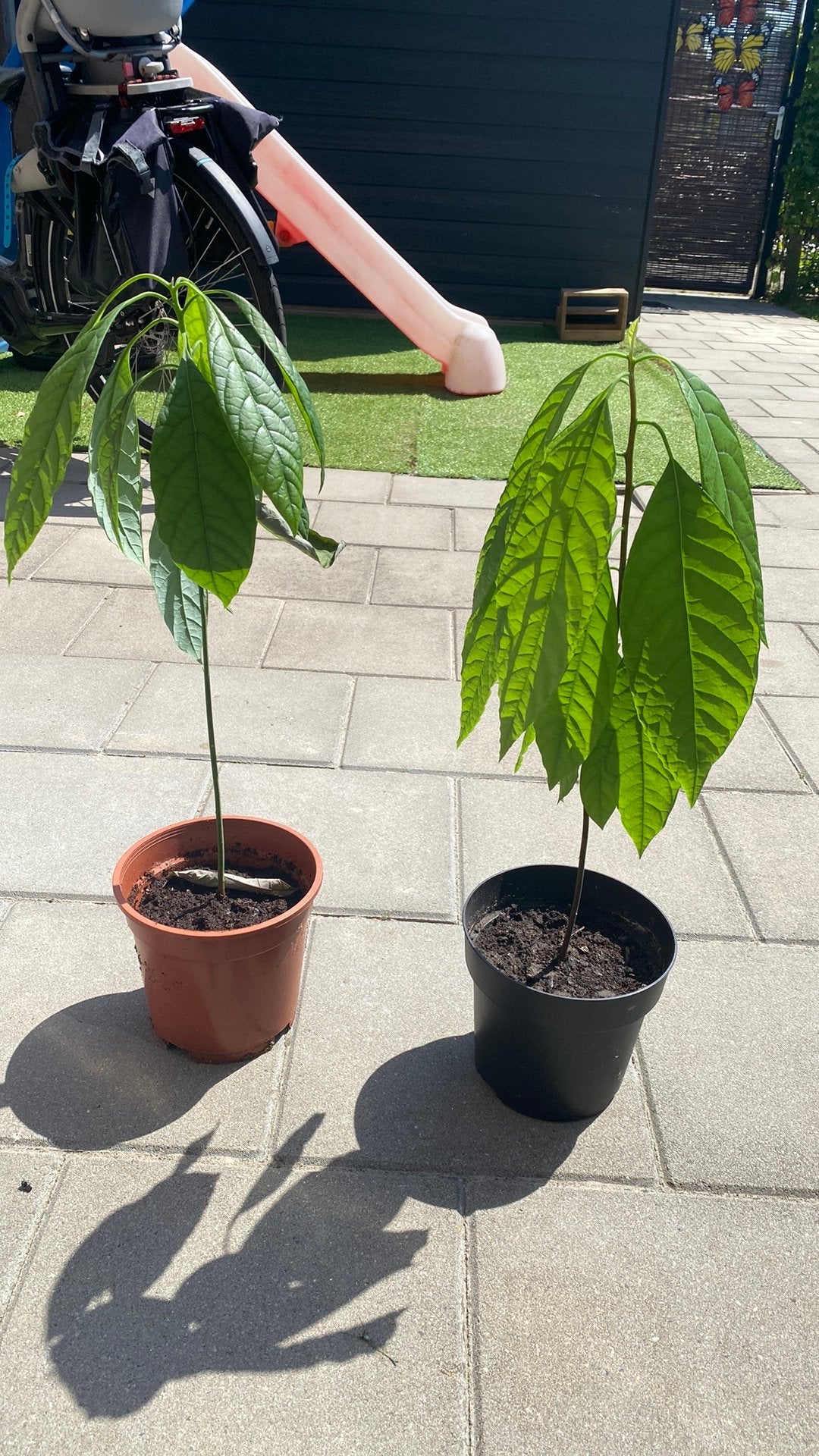 Avocado planten, Ophalen of Verzenden, Minder dan 100 cm, Overige soorten, Zomer