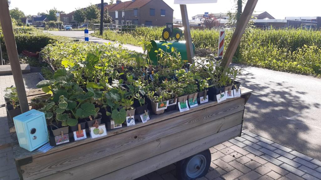 Moestuinplantjes! Diverse groente- & kruidenplantjes! €1,50!, Tuin en Terras, Planten | Tuinplanten, Volle zon, Eenjarig, Lente