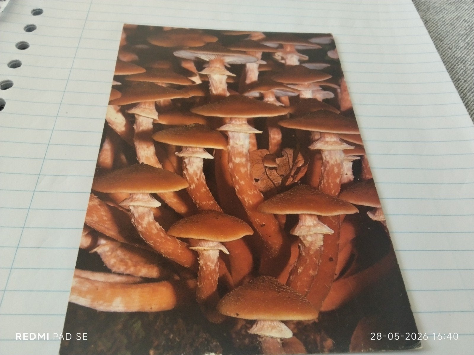 ANSICHTKAART  paddestoelen. Ongelopen, Ophalen of Verzenden, 1980 tot heden, Ongelopen