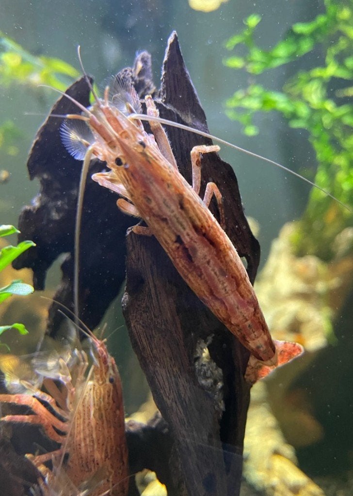 Aziatische Rots garnalen - Waaierhandgarnaal XL, Kreeft, Krab of Garnaal, Zoetwatervis