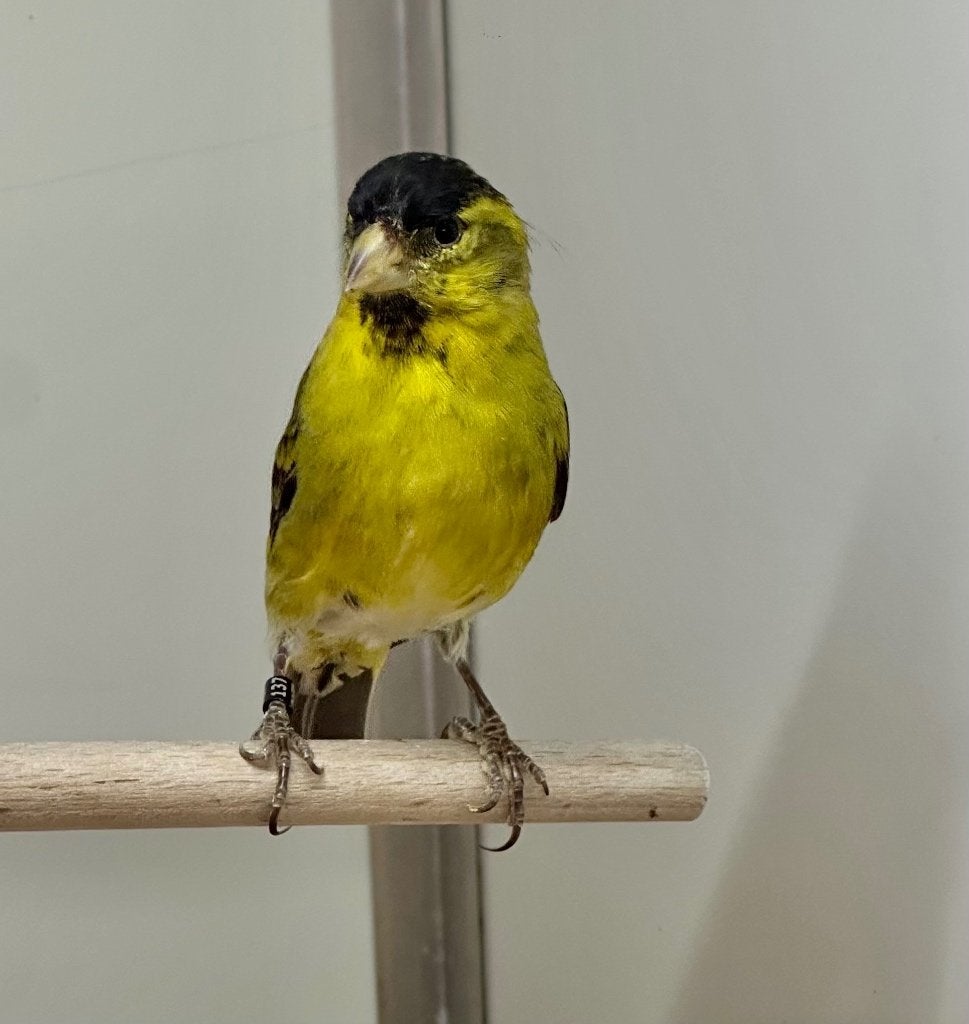 Baardsijzen koppel, Dieren en Toebehoren, Vogels | Overige Vogels, Meerdere dieren