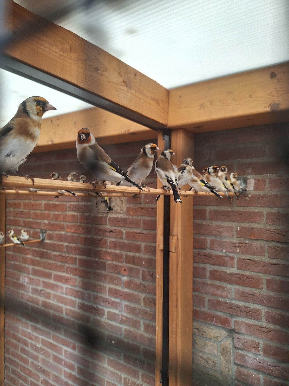 majoor putters, Meerdere dieren, Wildzangvogel, Geringd