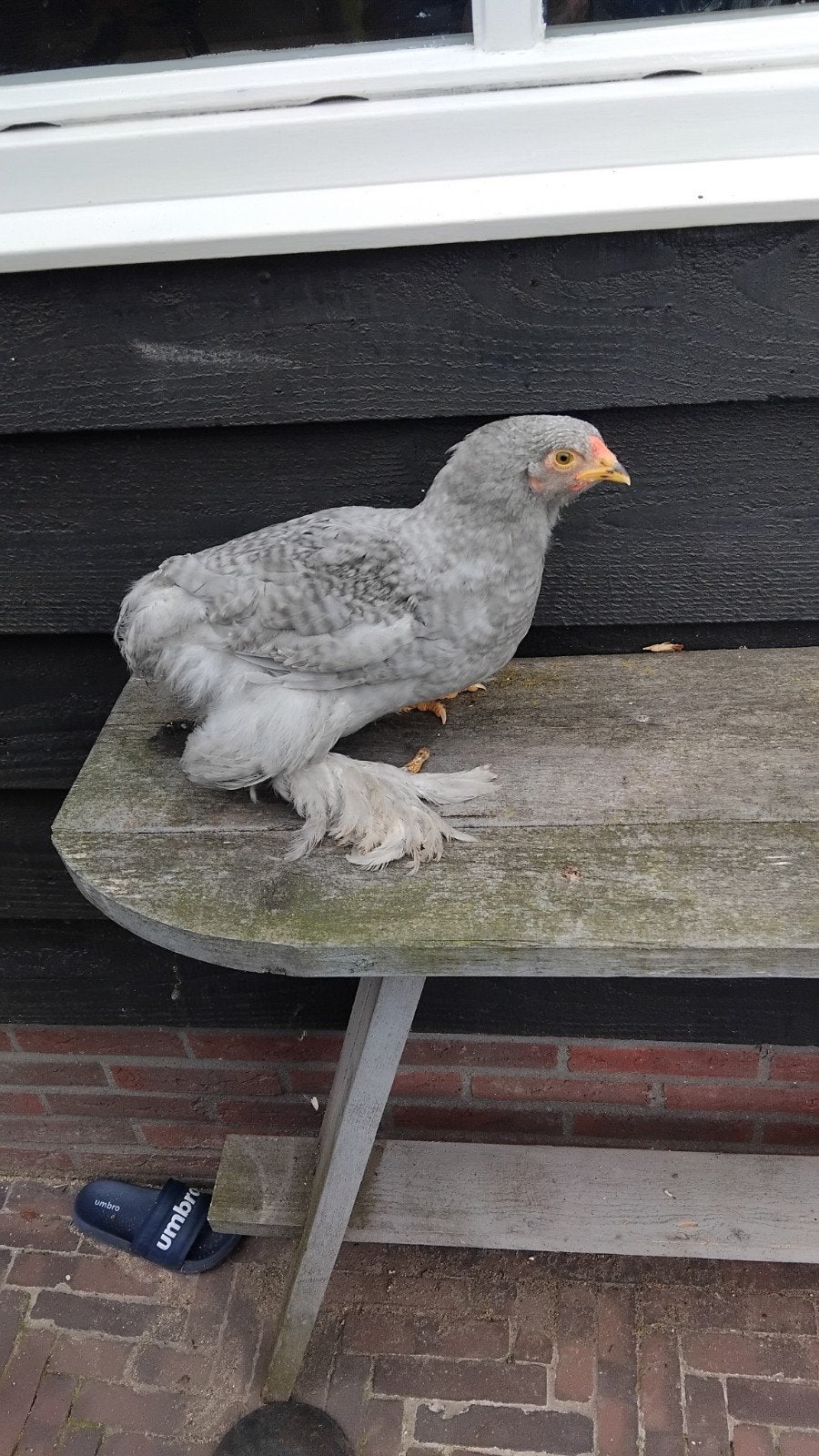 Mooie brahma haan, Dieren en Toebehoren, Pluimvee, Mannelijk, Kip