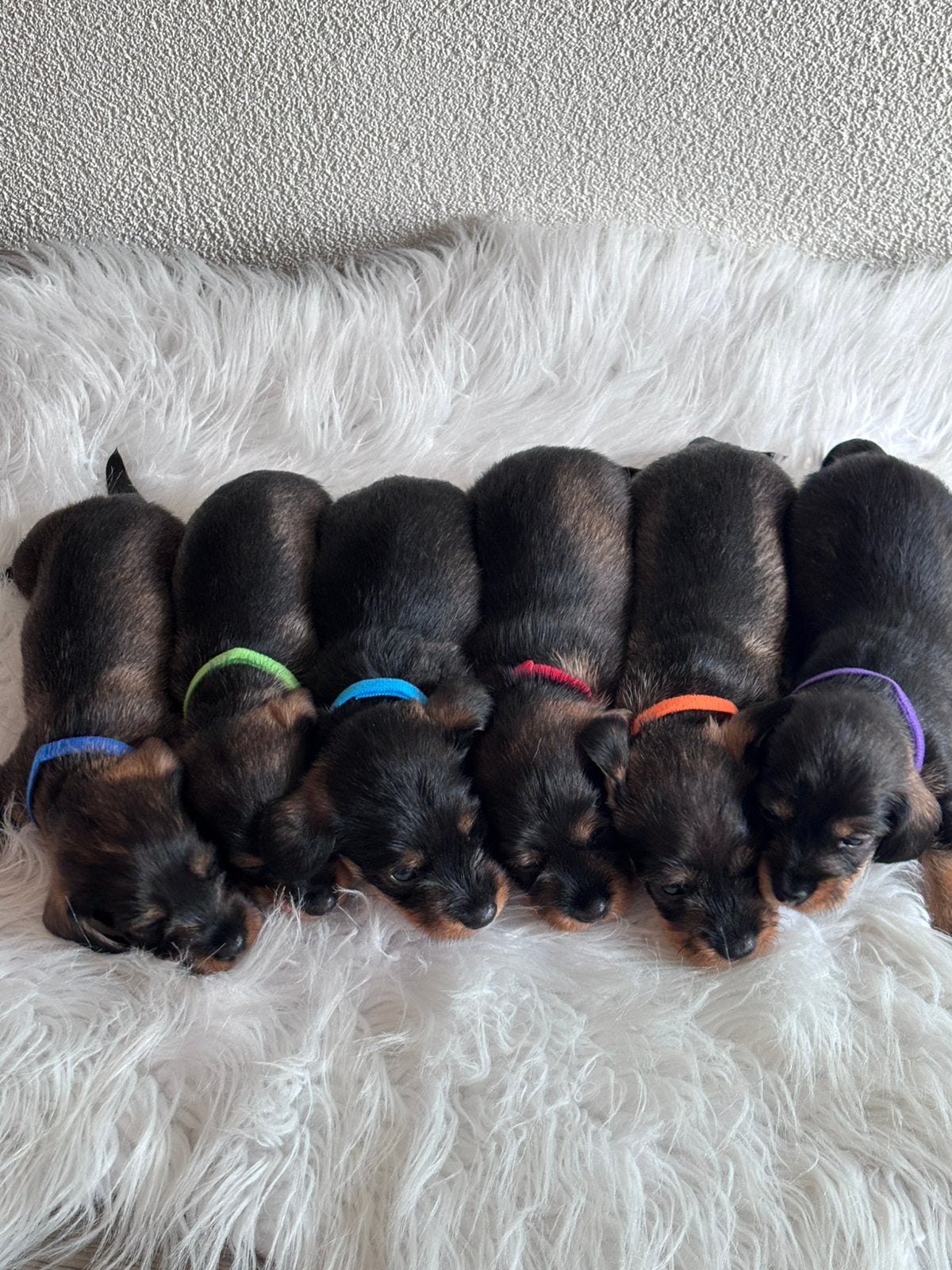 Ruwharige teckel pups kaninchen / dwerg, Dieren en Toebehoren, Honden | Teckels en Dashonden, 8 tot 15 weken, Korthaar, Dwerg