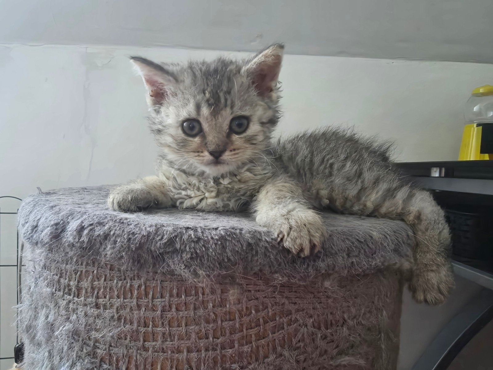 Prachtige kitten zoeken gouden mandje, Dieren en Toebehoren, Poes, Ontwormd, 0 tot 2 jaar