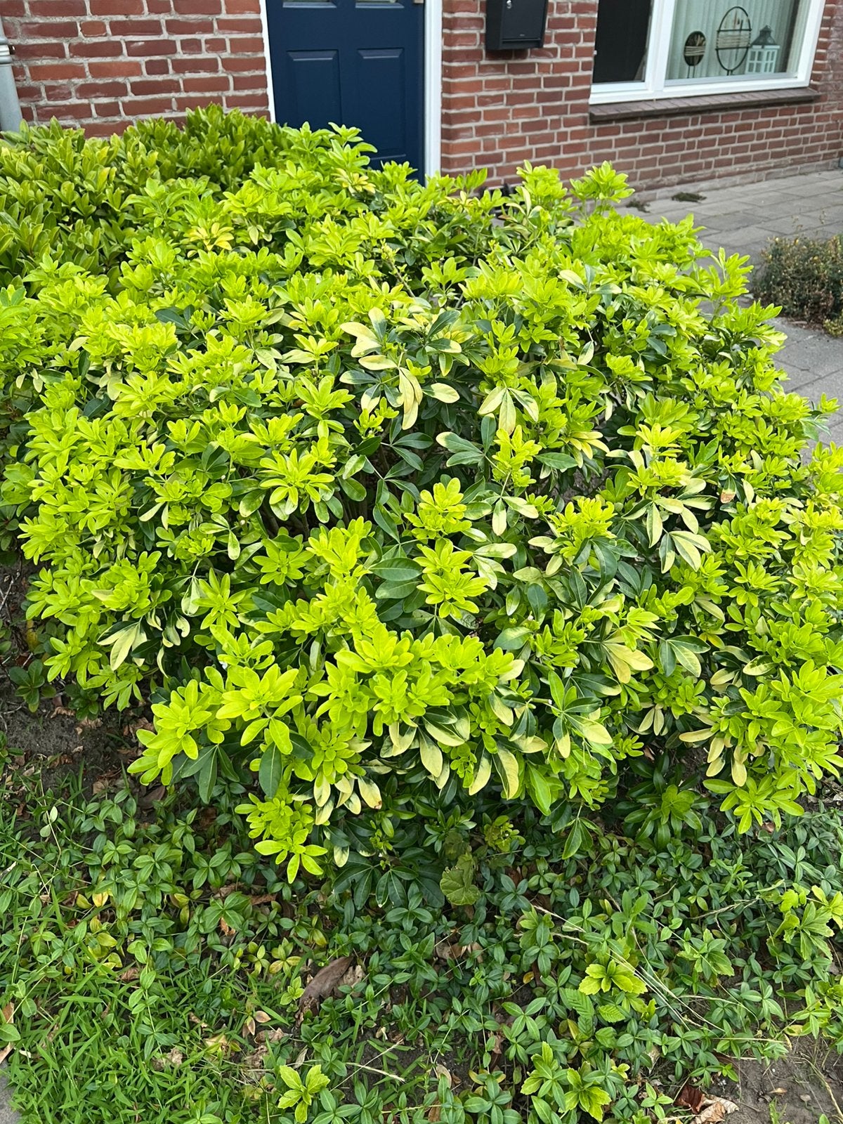 Een mooie tuinplant, Ophalen, Overige soorten