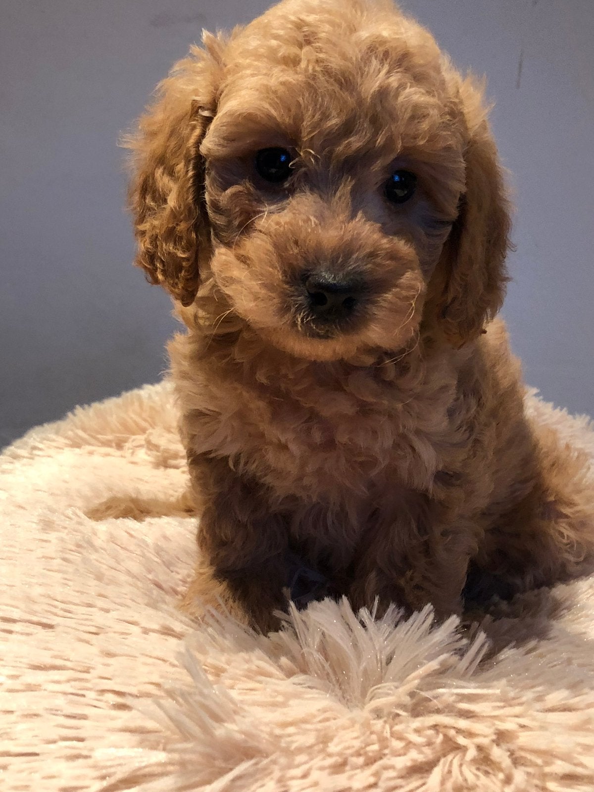 Super knappe mini Doodle pups ( Maltipoo ) div.kleuren