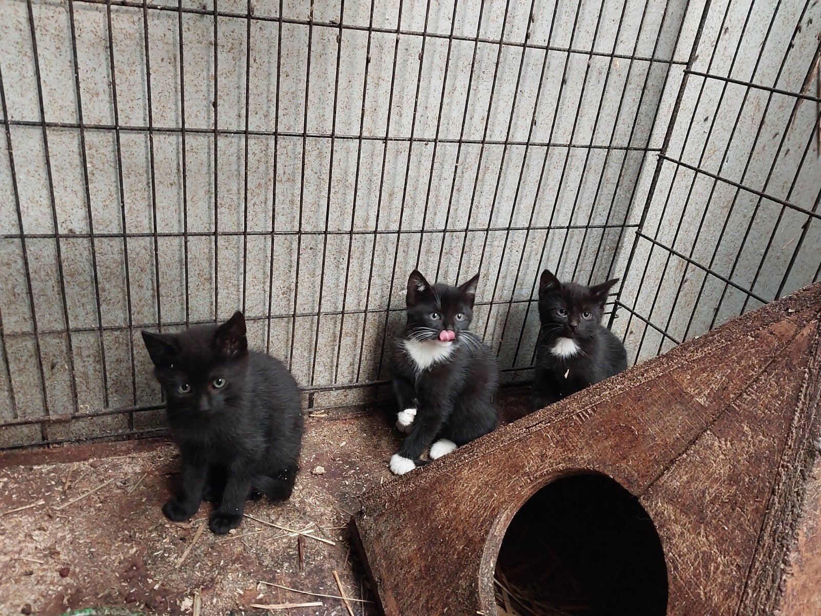3 zwarte boerderij kittens, jonge katten (poezen), Meerdere dieren, 0 tot 2 jaar