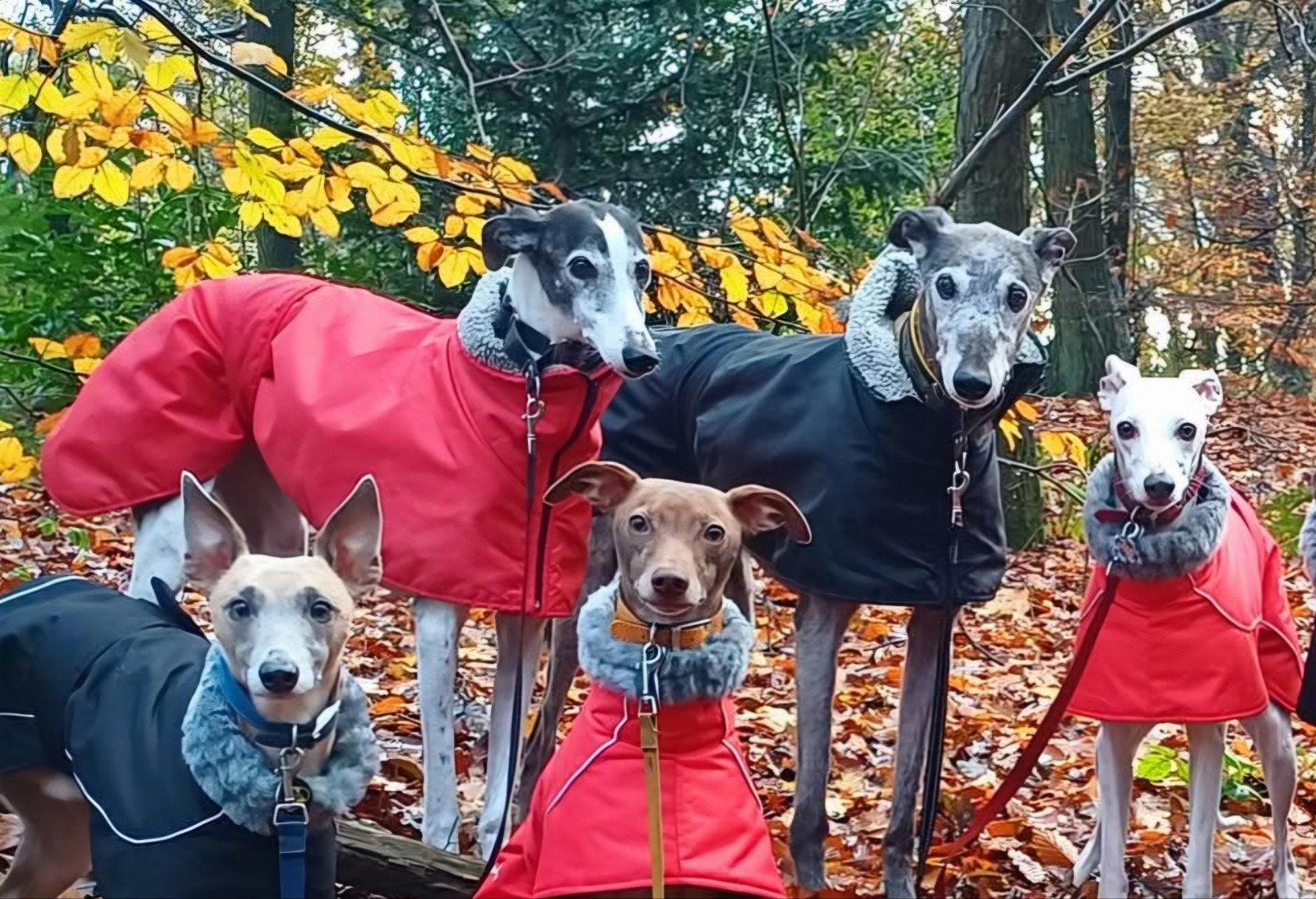 Te Koop, 2 winterjassen voor grote windhonden., Dieren en Toebehoren, Ophalen of Verzenden, Zo goed als nieuw, Hondenjas, Gevoerd