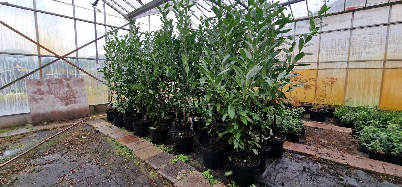 Laurier Caucasica in pot - ca. 175 cm hoog, Tuin en Terras, Ophalen