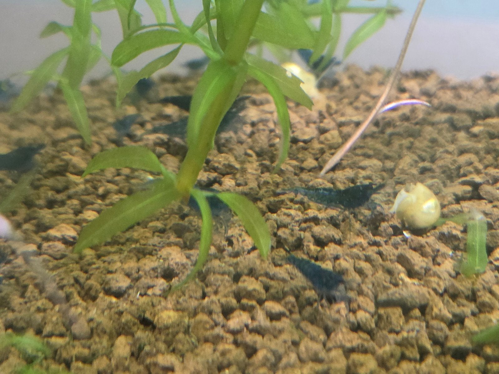 Blue dream garnalen, Dieren en Toebehoren, Vissen | Aquariumvissen, Kreeft, Krab of Garnaal