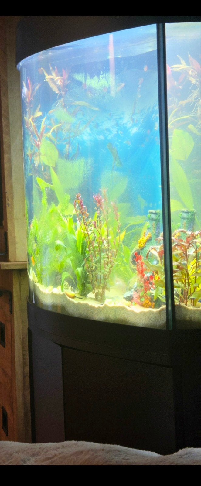 grote Aquarium Juwel 260 led, Ophalen, Zo goed als nieuw, Leeg aquarium